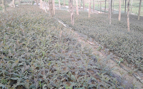 Catchment Restoration Works - Secoko